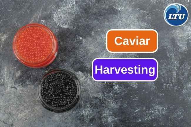 How To Harvest Caviar From Sturgeons Farming